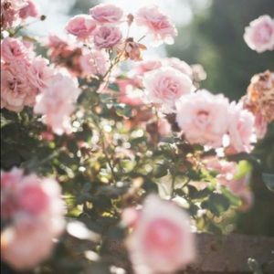 Meet your Posher, Joss